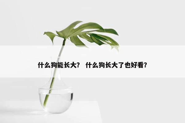 什么狗能长大？ 什么狗长大了也好看？