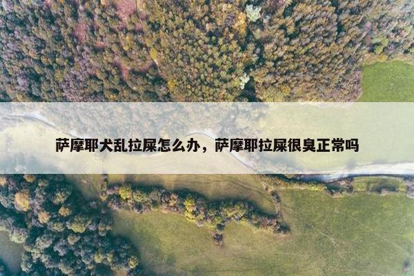 萨摩耶犬乱拉屎怎么办，萨摩耶拉屎很臭正常吗