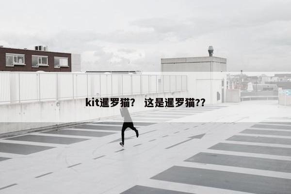 kit暹罗猫？ 这是暹罗猫?？