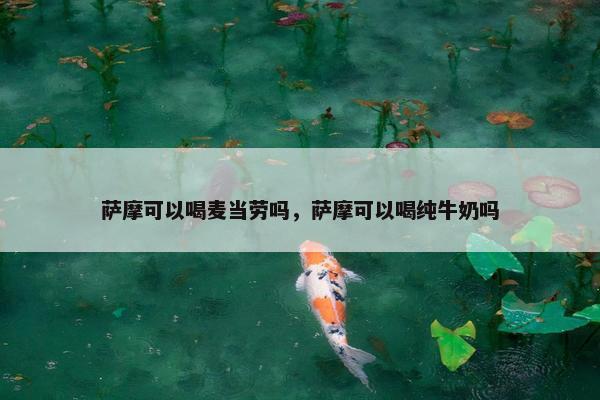 萨摩可以喝麦当劳吗，萨摩可以喝纯牛奶吗
