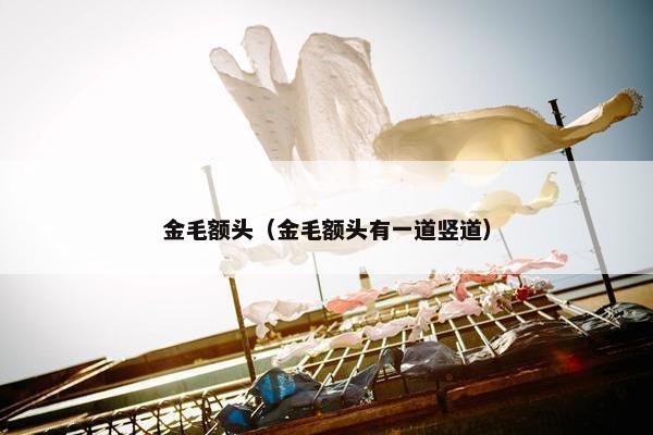 金毛额头（金毛额头有一道竖道）