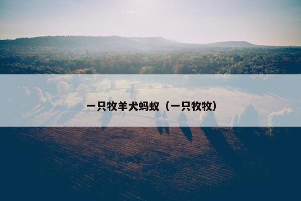 一只牧羊犬蚂蚁（一只牧牧）