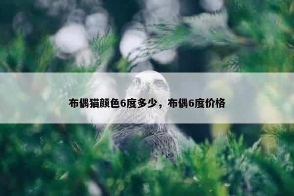 布偶猫颜色6度多少，布偶6度价格