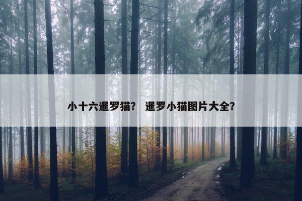 小十六暹罗猫？ 暹罗小猫图片大全？