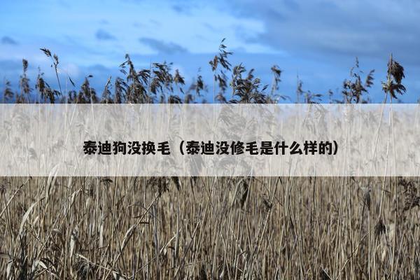 泰迪狗没换毛（泰迪没修毛是什么样的）