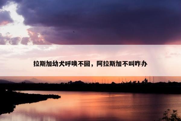 拉斯加幼犬呼唤不回，阿拉斯加不叫咋办