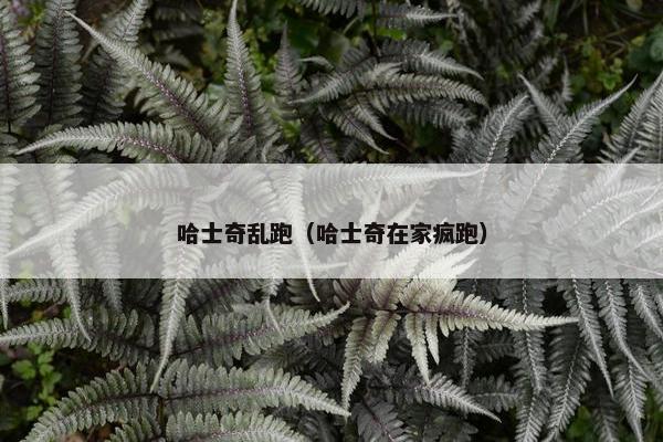 哈士奇乱跑（哈士奇在家疯跑）