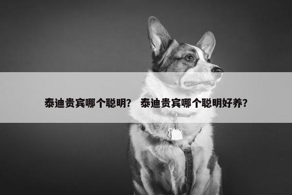 泰迪贵宾哪个聪明？ 泰迪贵宾哪个聪明好养？