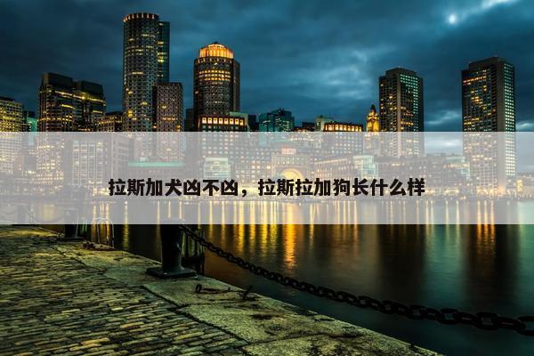 拉斯加犬凶不凶，拉斯拉加狗长什么样