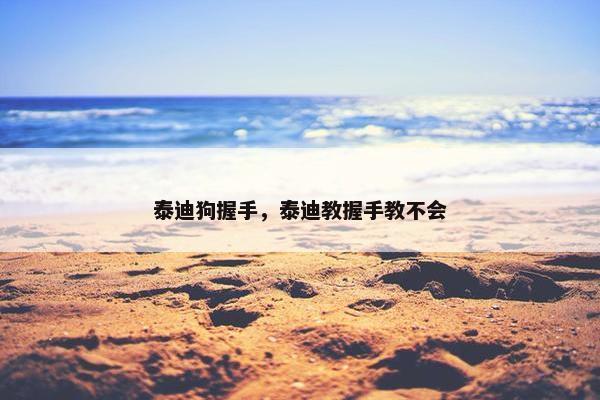 泰迪狗握手，泰迪教握手教不会