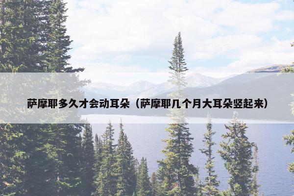 萨摩耶多久才会动耳朵（萨摩耶几个月大耳朵竖起来）