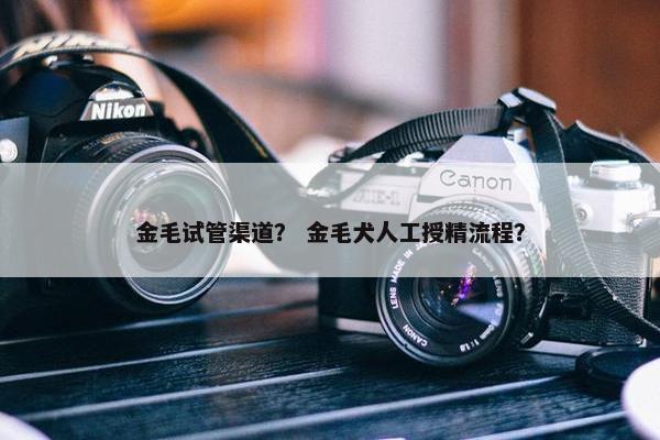 金毛试管渠道？ 金毛犬人工授精流程？