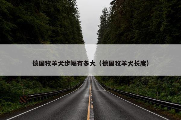 德国牧羊犬步幅有多大（德国牧羊犬长度）