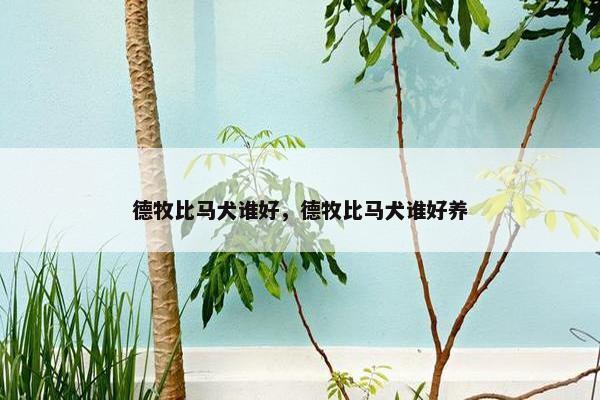 德牧比马犬谁好，德牧比马犬谁好养
