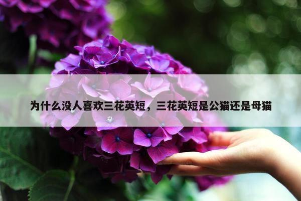 为什么没人喜欢三花英短，三花英短是公猫还是母猫