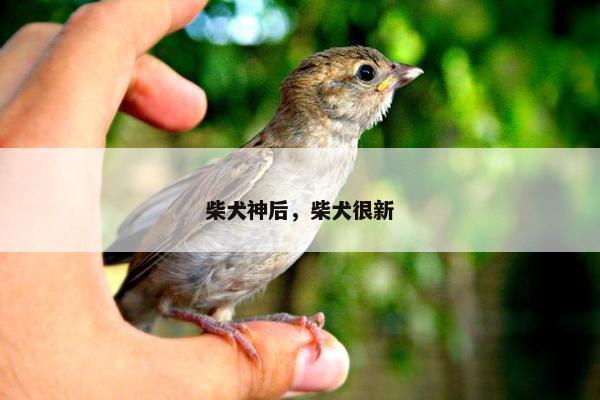 柴犬神后，柴犬很新