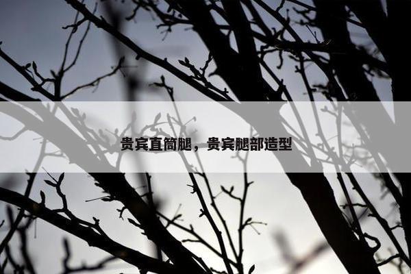 贵宾直筒腿，贵宾腿部造型