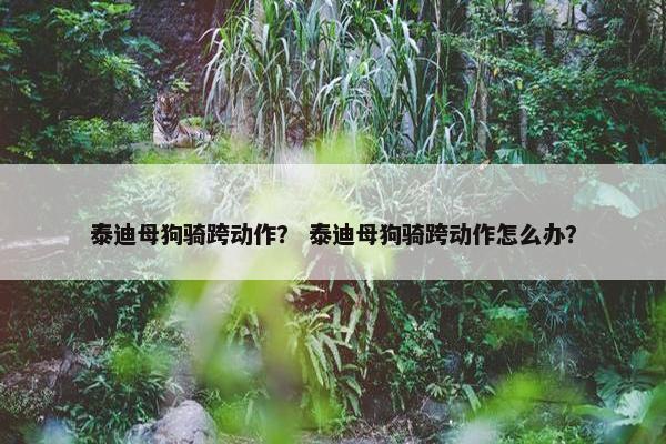 泰迪母狗骑跨动作？ 泰迪母狗骑跨动作怎么办？
