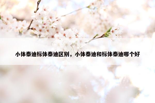 小体泰迪标体泰迪区别，小体泰迪和标体泰迪哪个好