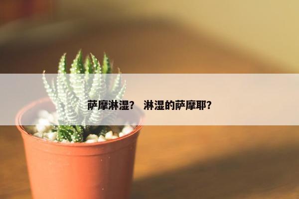 萨摩淋湿？ 淋湿的萨摩耶？