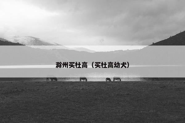 滁州买杜高(买杜高幼犬) 滁州买杜高(买杜高幼犬)