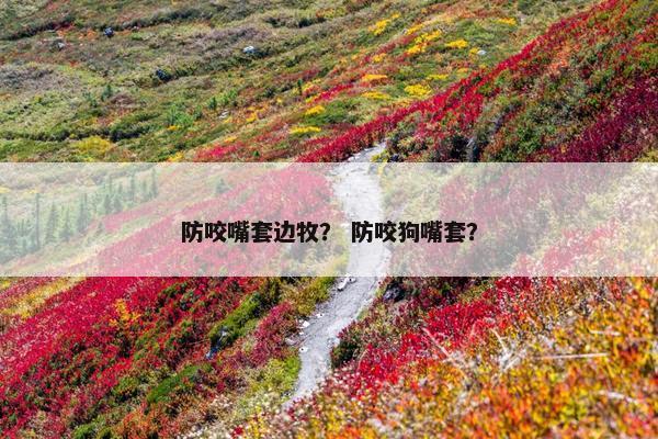 防咬嘴套边牧？ 防咬狗嘴套？