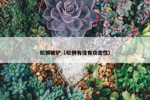 松狮被铲（松狮有没有攻击性）