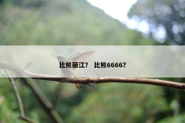 比熊丽江？ 比熊6666？