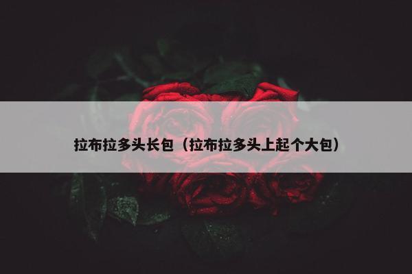 拉布拉多头长包（拉布拉多头上起个大包）