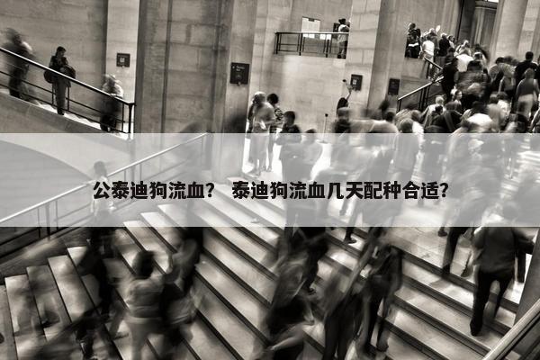 公泰迪狗流血？ 泰迪狗流血几天配种合适？