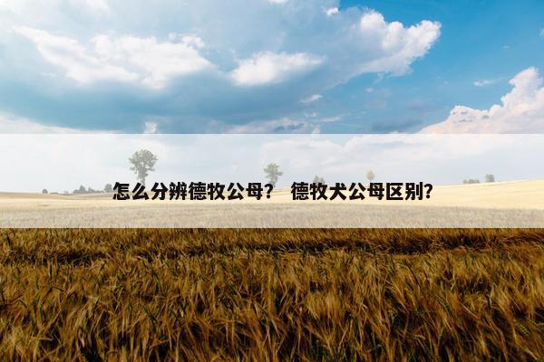 怎么分辨德牧公母？ 德牧犬公母区别？