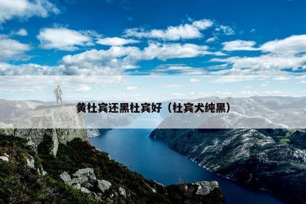 黄杜宾还黑杜宾好（杜宾犬纯黑）