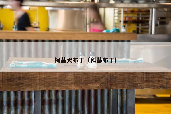 柯基犬布丁（科基布丁）