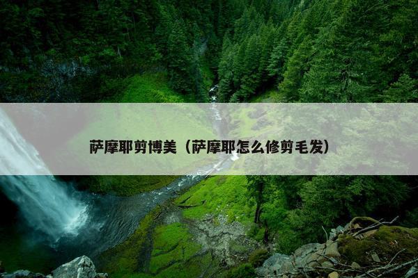 萨摩耶剪博美（萨摩耶怎么修剪毛发）
