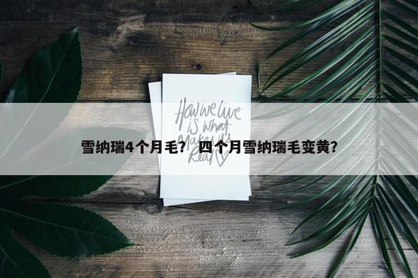 雪纳瑞4个月毛？ 四个月雪纳瑞毛变黄？