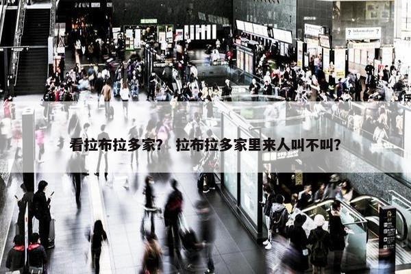 看拉布拉多家？ 拉布拉多家里来人叫不叫？