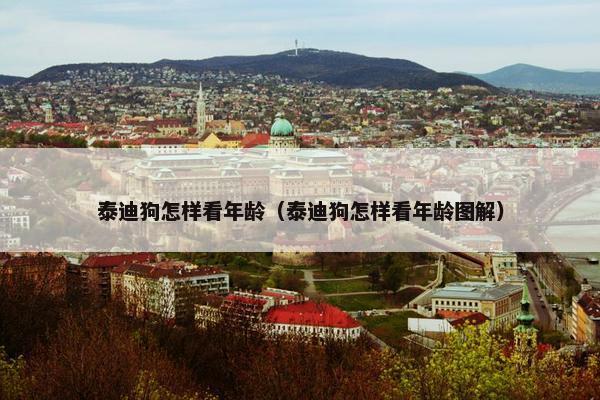 泰迪狗怎样看年龄（泰迪狗怎样看年龄图解）
