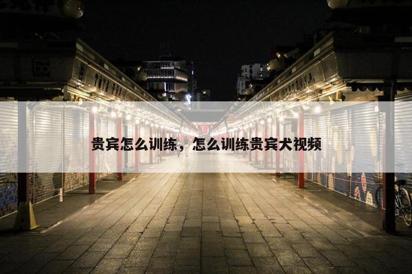 贵宾怎么训练，怎么训练贵宾犬视频
