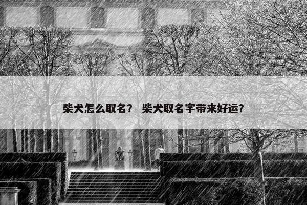 柴犬怎么取名？ 柴犬取名字带来好运？