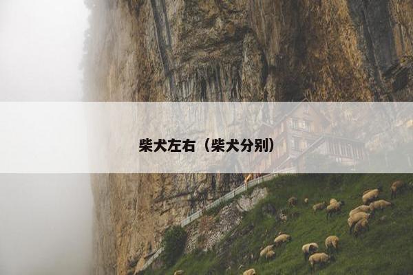 柴犬左右（柴犬分别）