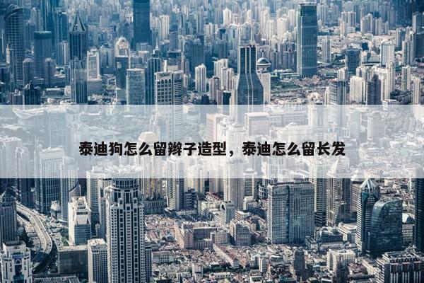 泰迪狗怎么留辫子造型，泰迪怎么留长发