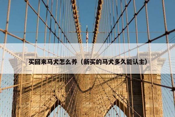 买回来马犬怎么养（新买的马犬多久能认主）