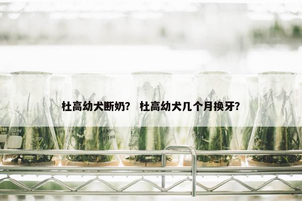 杜高幼犬断奶？ 杜高幼犬几个月换牙？