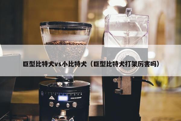 巨型比特犬vs小比特犬（巨型比特犬打架厉害吗）