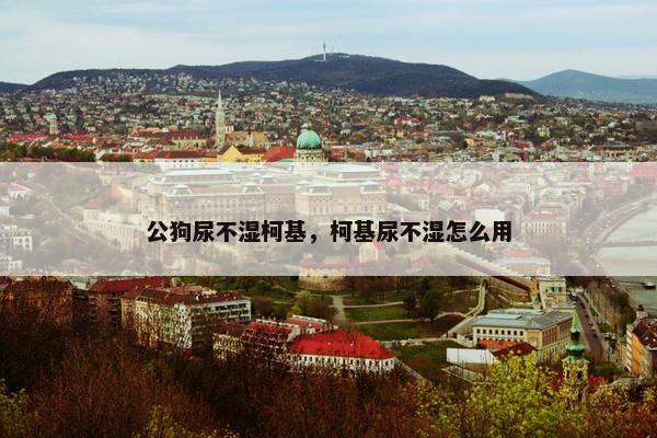 公狗尿不湿柯基，柯基尿不湿怎么用