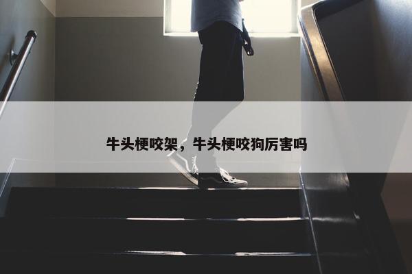 牛头梗咬架，牛头梗咬狗厉害吗