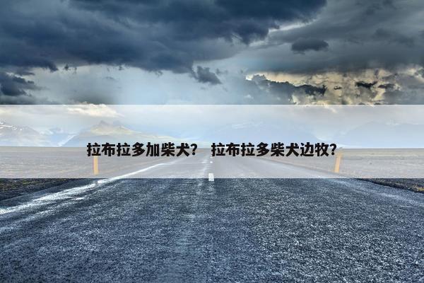 拉布拉多加柴犬？ 拉布拉多柴犬边牧？