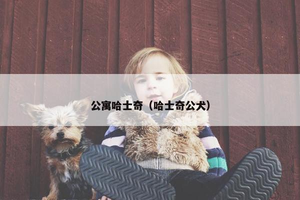 公寓哈士奇（哈士奇公犬）