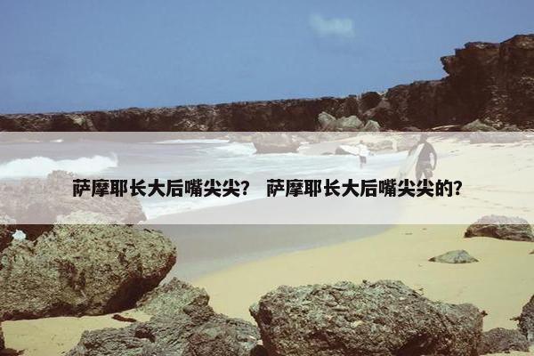萨摩耶长大后嘴尖尖？ 萨摩耶长大后嘴尖尖的？