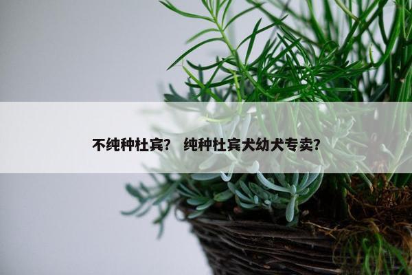 不纯种杜宾？ 纯种杜宾犬幼犬专卖？